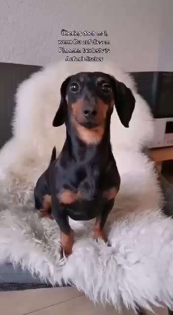 Rhodesian Ridgeback-Beitrag-Bild