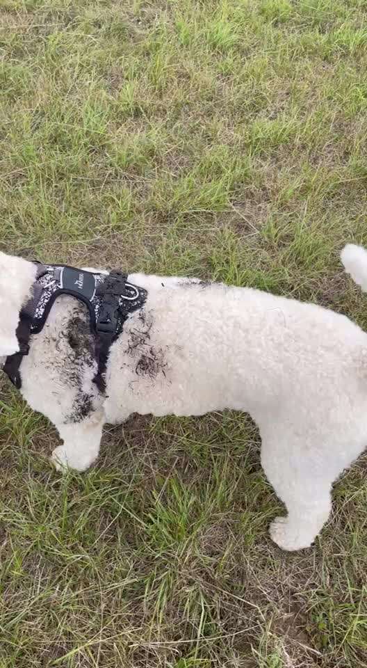Lagotto Romagnolo Besitzer-Beitrag-Bild