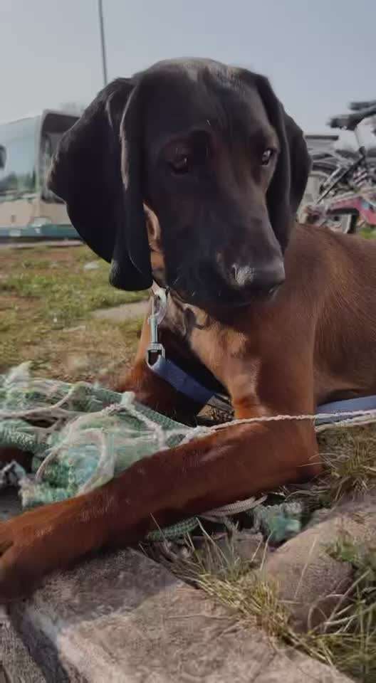 Bayerischer Gebirgsschweißhund-Beitrag-Bild