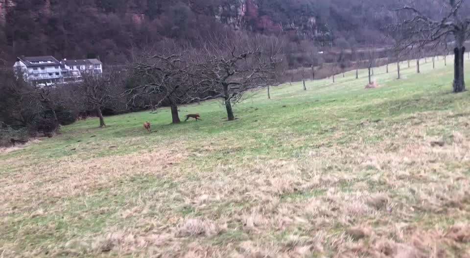 Rhodesian Ridgeback-Beitrag-Bild