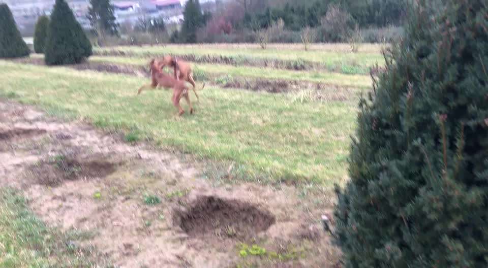 Rhodesian Ridgeback-Beitrag-Bild