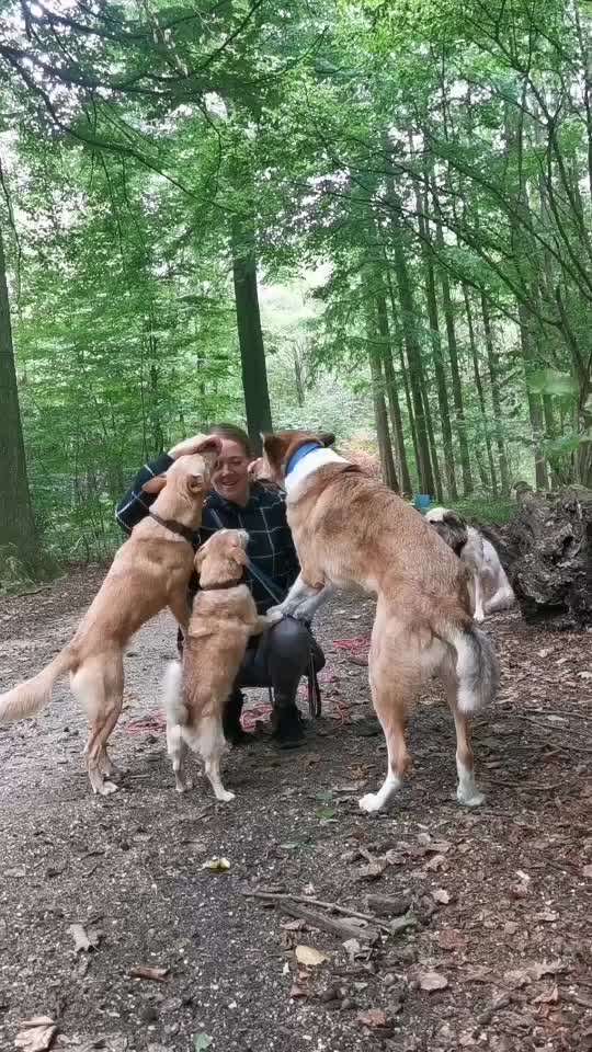 Den Hund vermenschlichen-Beitrag-Bild