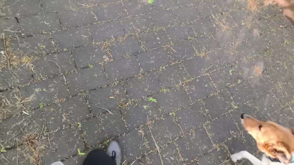 Nr. 71 - Leinenführigkeit (Impulskontrollübung)-Beitrag-Bild