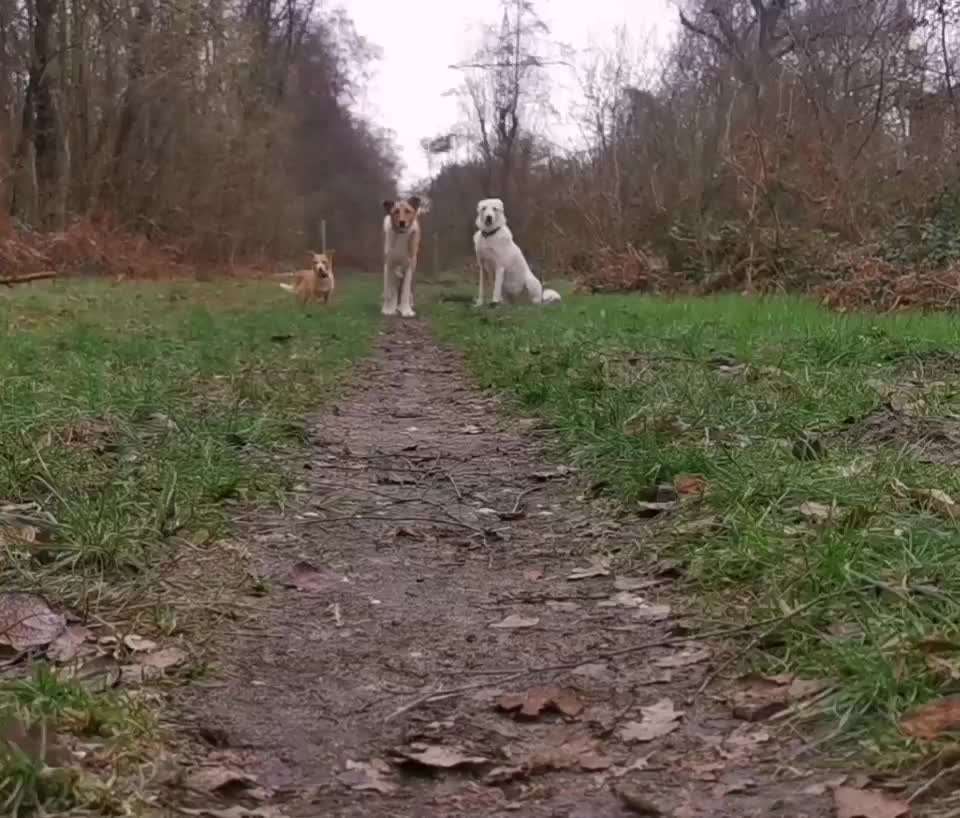 Impulskontrollübung 67: Laufbilder mit dem Hund 📸-Beitrag-Bild