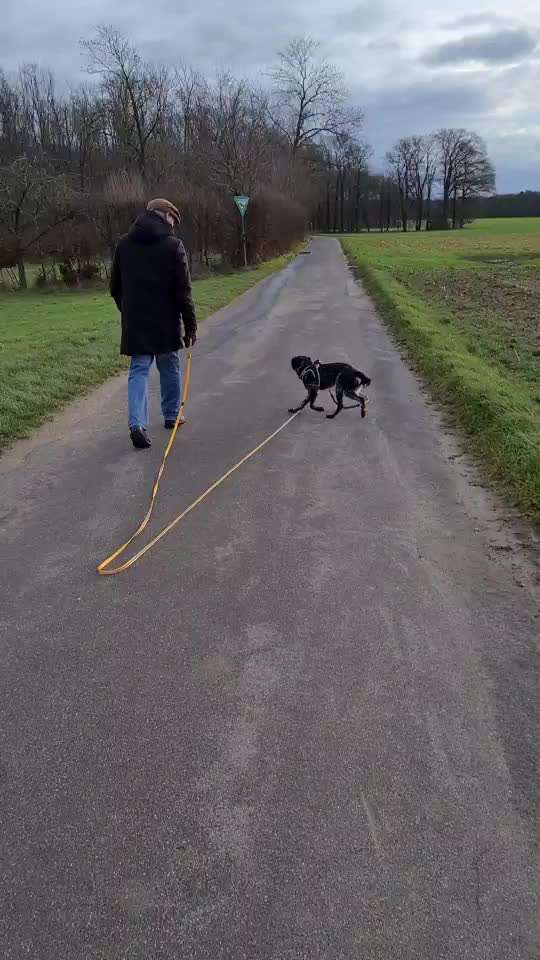 Kleiner Münsterländer!-Beitrag-Bild