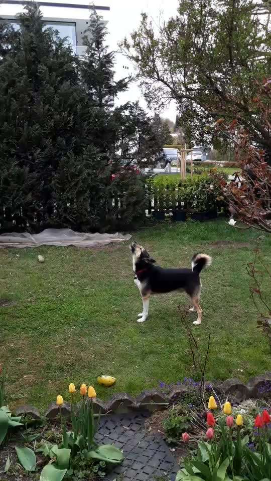 Typisch Jagdhund-Beitrag-Bild