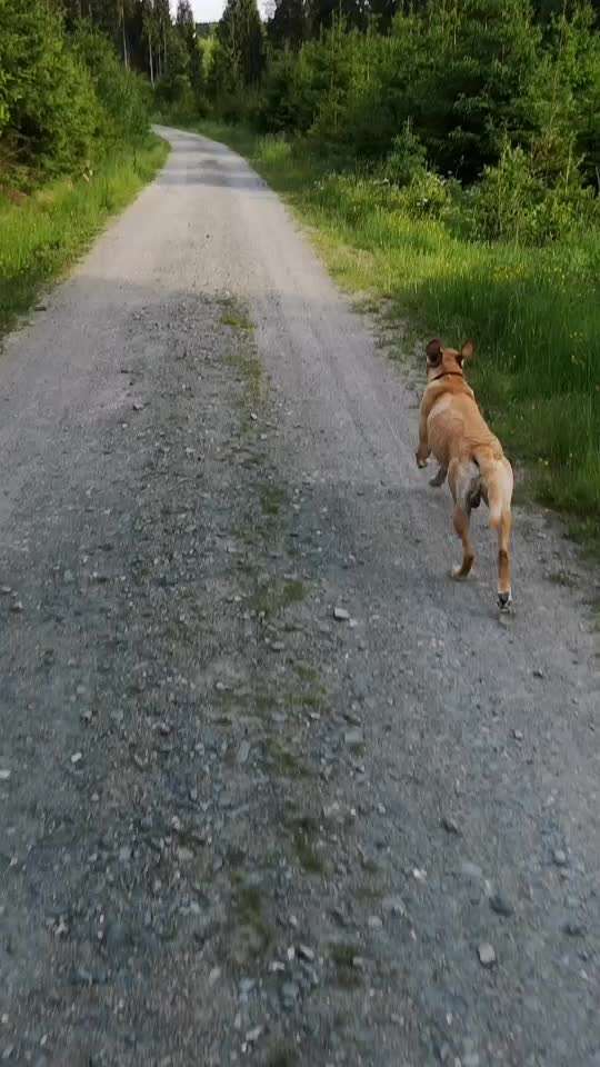 Radfahren mit Hund-Beitrag-Bild