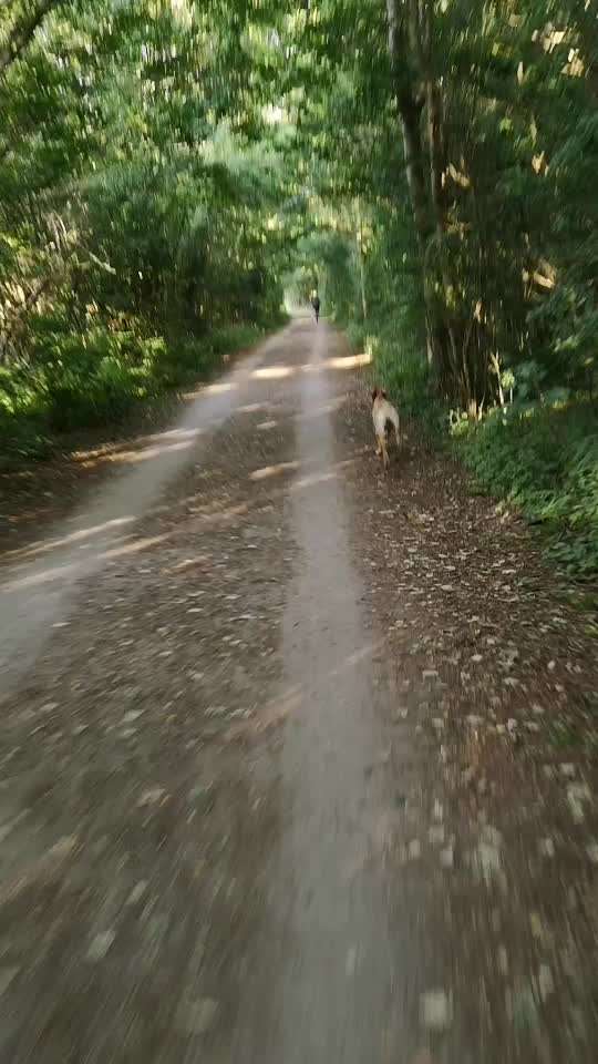 Radfahren mit Hund-Beitrag-Bild