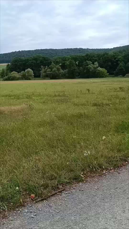 57. Impulskontrollchallenge (Zweiter Anlauf): Tiere beobachten-Beitrag-Bild