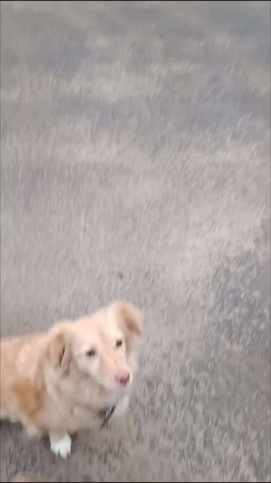 45. Tricktraining - Apportieren-Beitrag-Bild