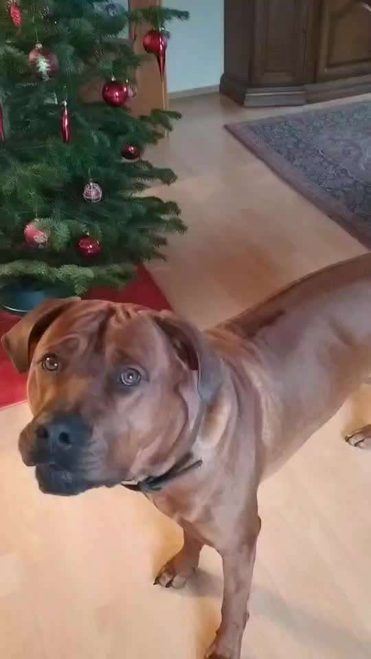 Rhodesian Ridgeback-Beitrag-Bild