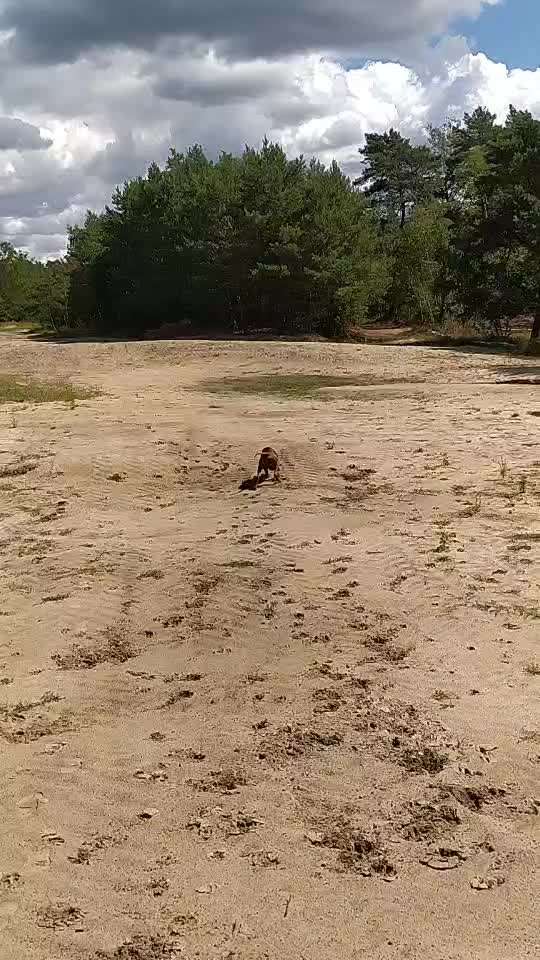 Rhodesian Ridgeback-Beitrag-Bild