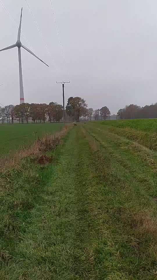 Rhodesian Ridgeback-Beitrag-Bild