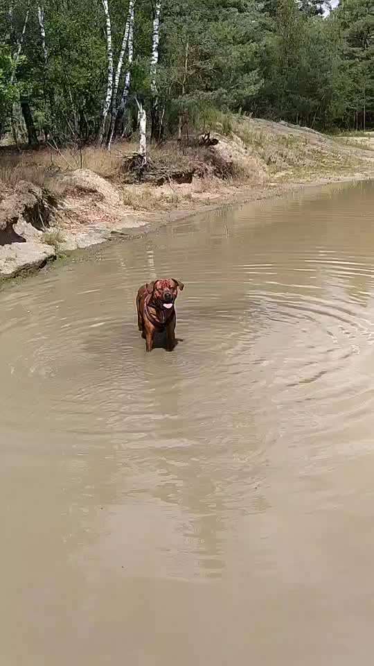 Rhodesian Ridgeback-Beitrag-Bild