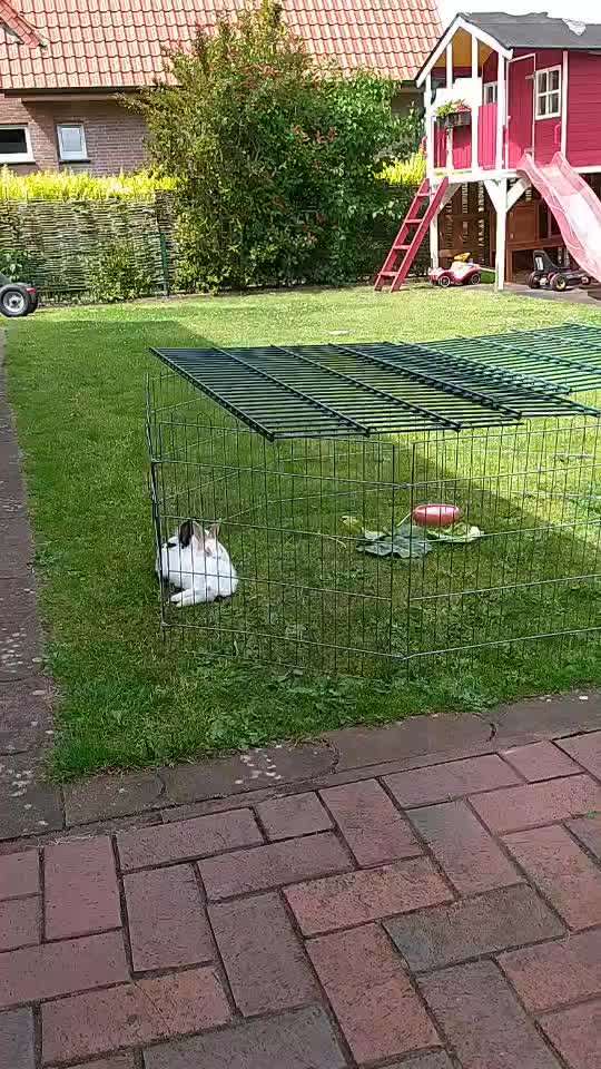 Rhodesian Ridgeback-Beitrag-Bild