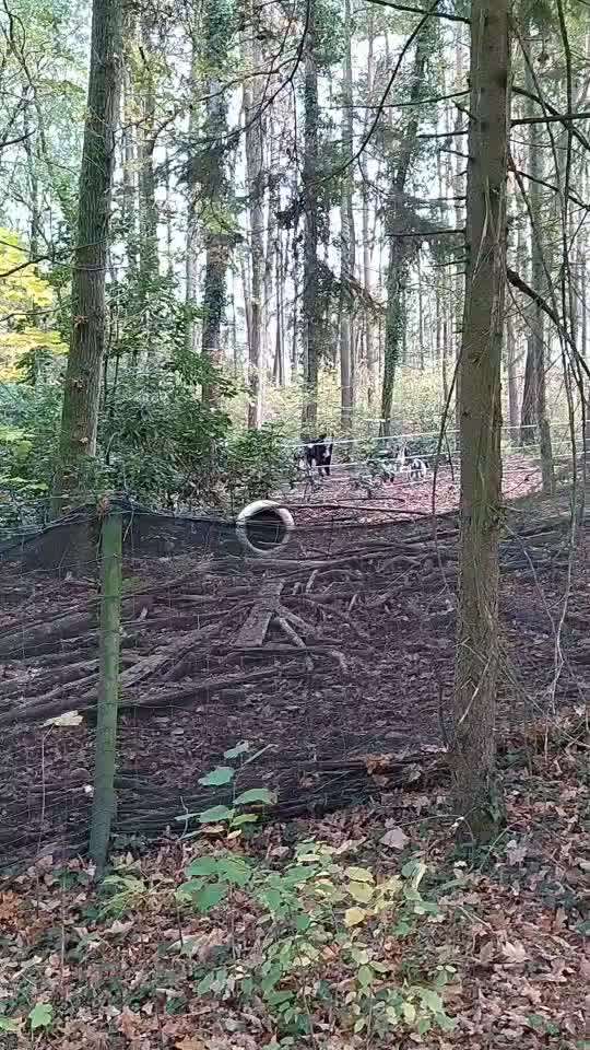 Rhodesian Ridgeback-Beitrag-Bild