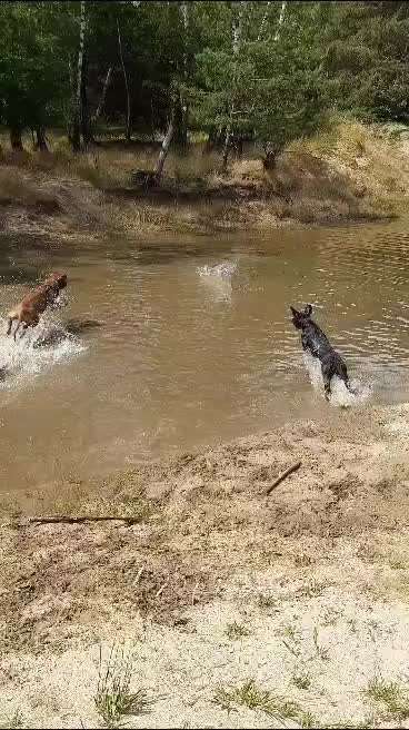 Rhodesian Ridgeback-Beitrag-Bild