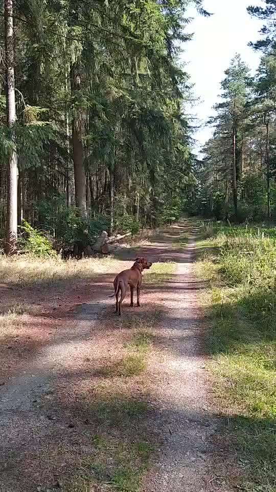 Rhodesian Ridgeback-Beitrag-Bild
