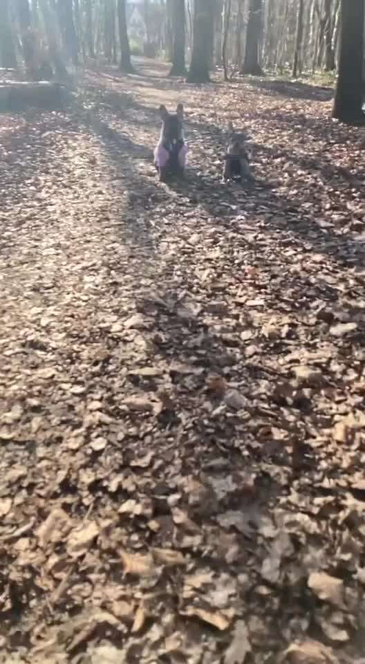 Französische Bulldoggen-Beitrag-Bild