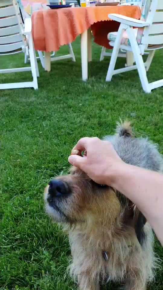 Dogorama Blog Challenge: Hundetricks-Beitrag-Bild