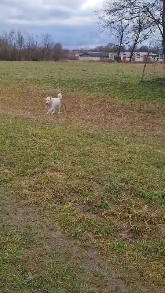 Welche Hunderasse-Beitrag-Bild