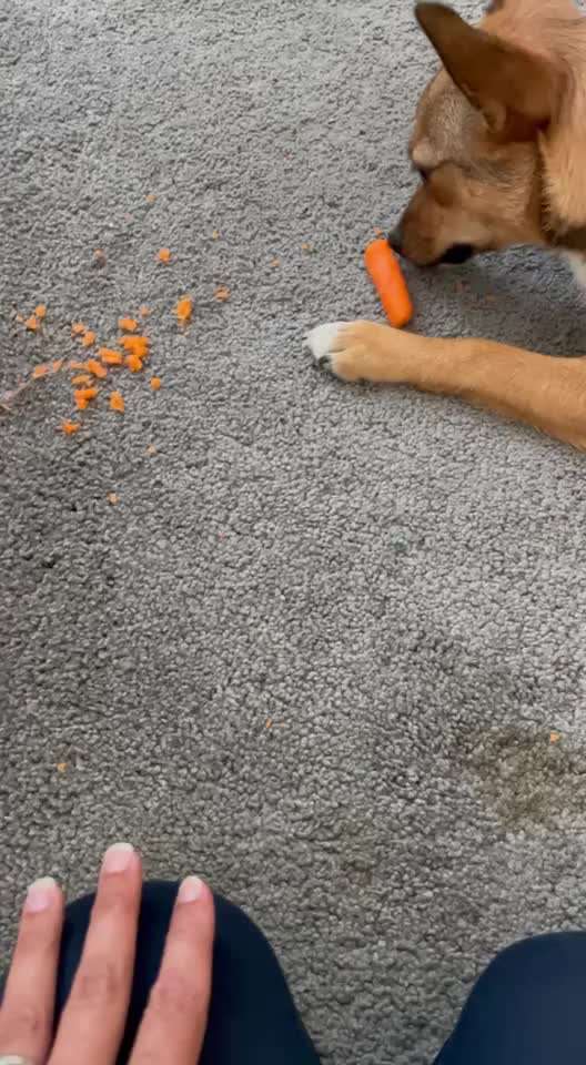 TierschutzhundeStammtisch🐕-Beitrag-Bild