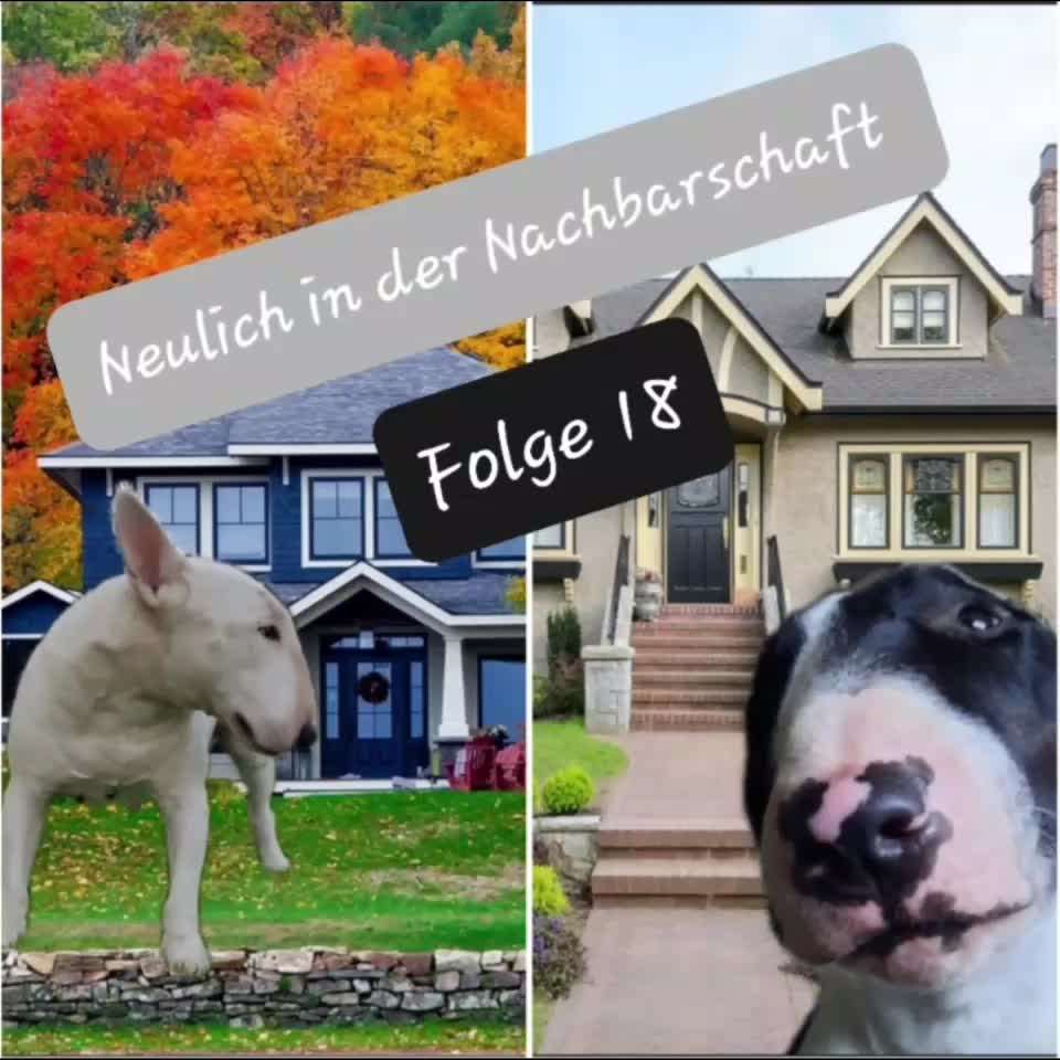 Top Dog-der Live Ticker Thread-Beitrag-Bild