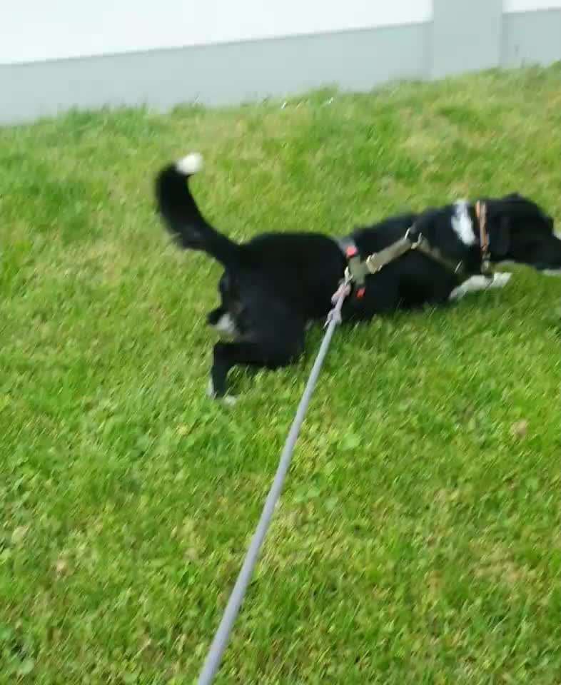 Video-Challange Nr. 9
Der unsinnige Hund-Beitrag-Bild