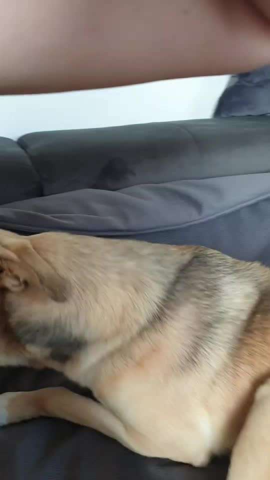 Welpe macht komische Geräusche-Beitrag-Bild