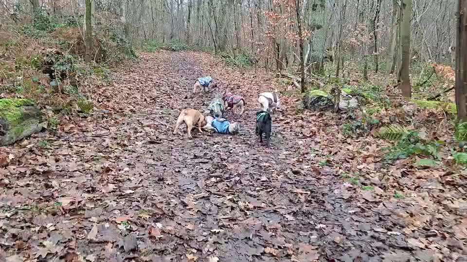 aktuelles Foto Gruppe Französische Bulldogge
