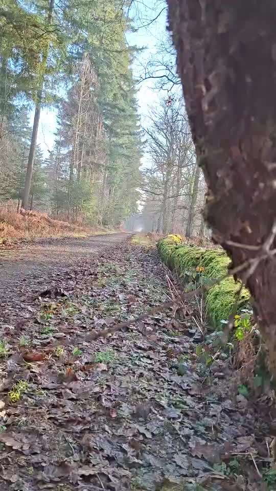 aktuelles Foto Gruppe Französische Bulldogge