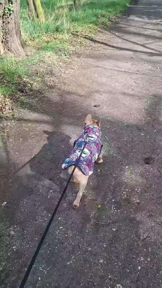 aktuelles Foto Gruppe Französische Bulldogge