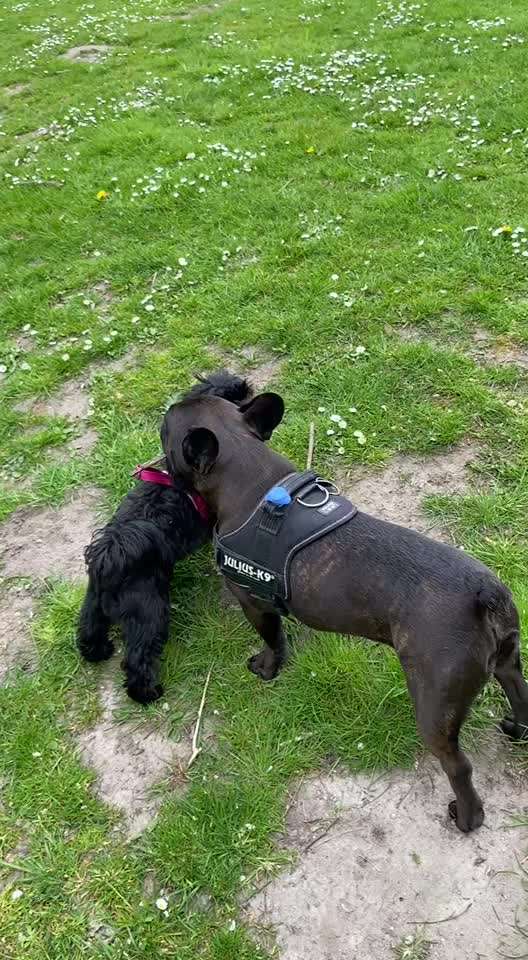 Französische Bulldoggen-Beitrag-Bild