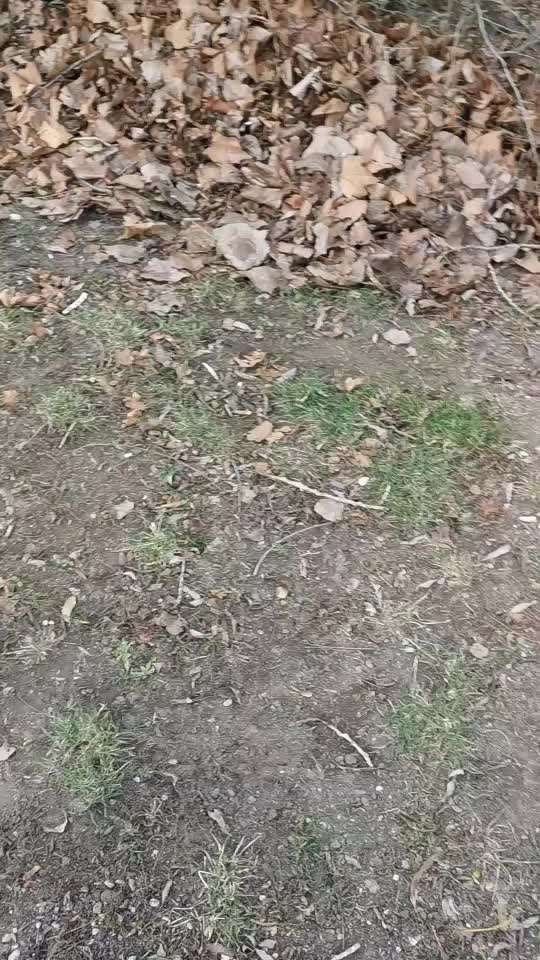 Beruhigungstropfen für Spaziergang gewöhnung für super traumatisierten Hund-Beitrag-Bild