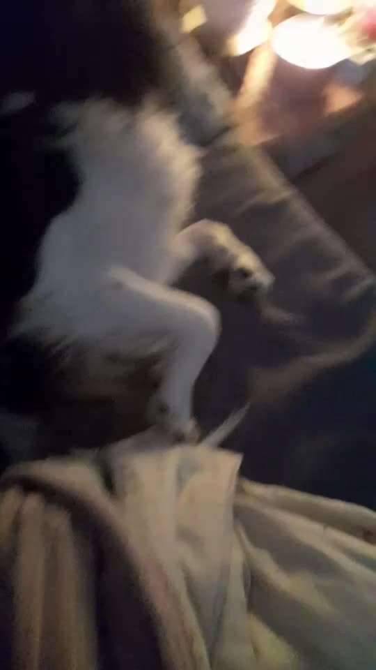 Beruhigungstropfen für Spaziergang gewöhnung für super traumatisierten Hund-Beitrag-Bild