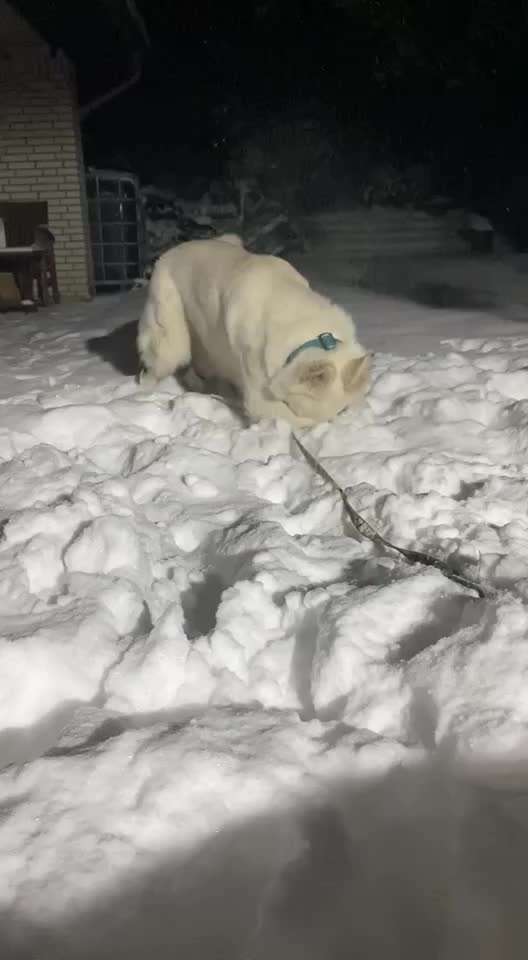 19. Video Challenge  "urkomische Hunde zum Brüllen lustig"-Beitrag-Bild