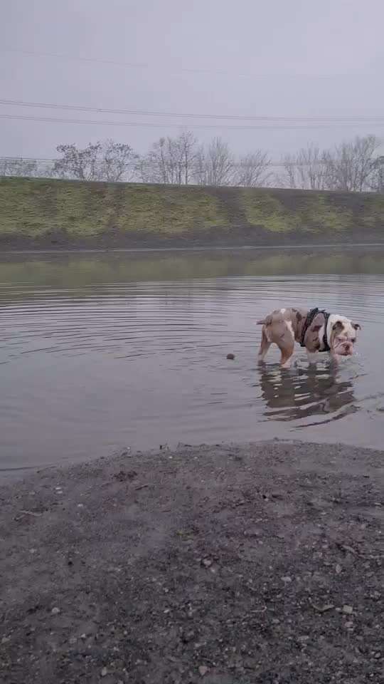Olde English Bulldogge-Beitrag-Bild
