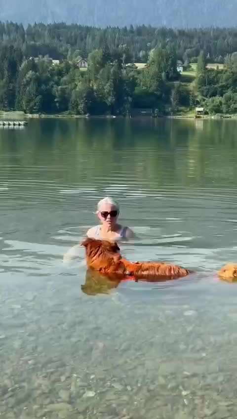 Hund abgegeben, weil Urlaub anstand? Leider kein Witz 😳-Beitrag-Bild