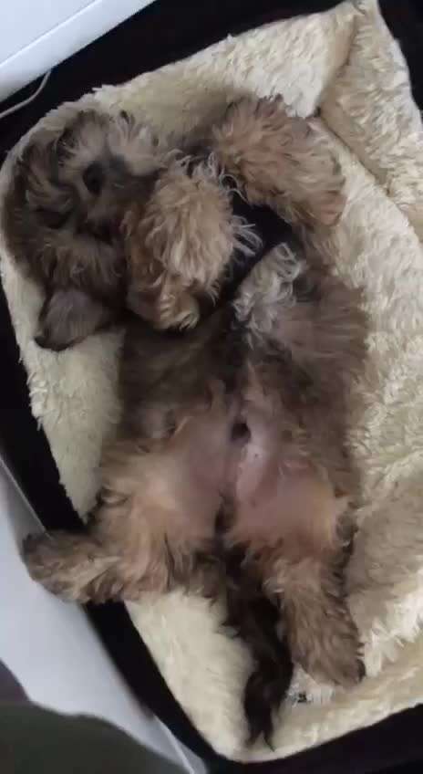 Als Welpen sind sie alle noch süßer-Beitrag-Bild