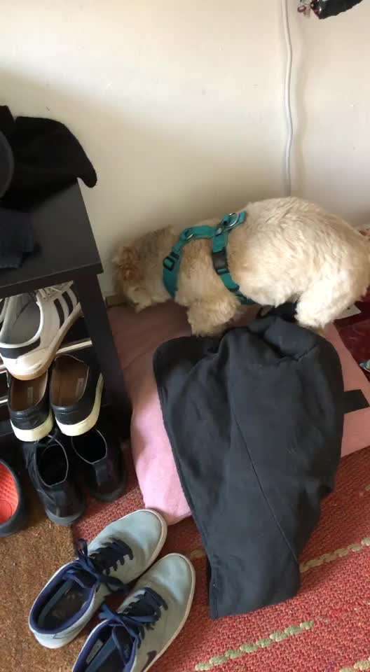 Lustige  und seltsame Angewohnheitn eurer Fellnasen :)-Beitrag-Bild