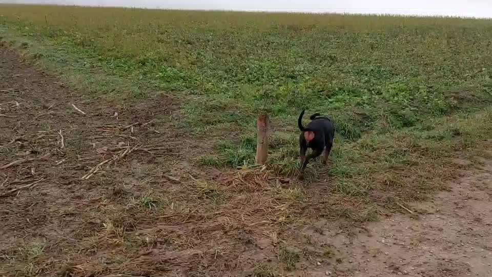 Liebhaber des Deutschen Pinscher gesucht.-Beitrag-Bild