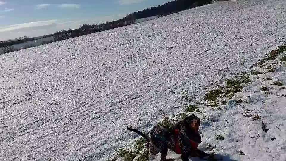 Liebhaber des Deutschen Pinscher gesucht.-Beitrag-Bild