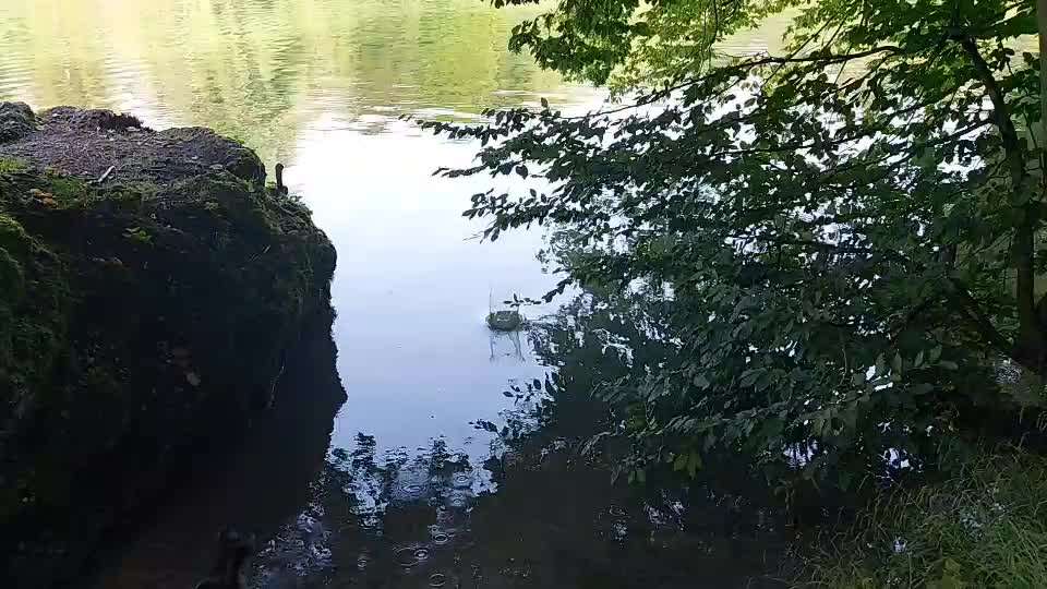 Liebhaber des Deutschen Pinscher gesucht.-Beitrag-Bild