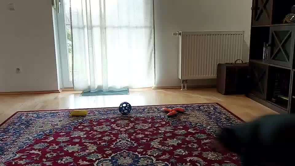 Liebhaber des Deutschen Pinscher gesucht.-Beitrag-Bild