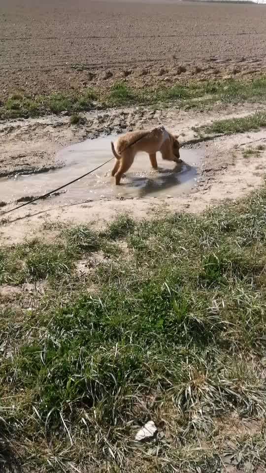 Tierschutzhunde suchen ein Zuhause-Beitrag-Bild