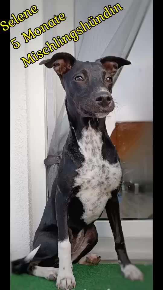 Tierschutzhunde suchen ein Zuhause-Beitrag-Bild