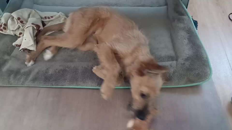 Tierschutzhunde suchen ein Zuhause-Beitrag-Bild