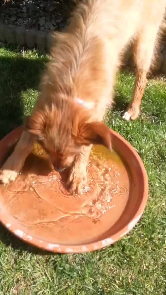 Tierschutzhunde suchen ein Zuhause-Beitrag-Bild