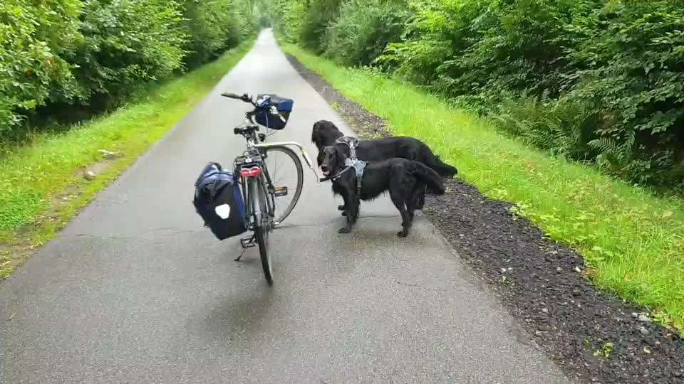Hund am Fahrrad-Beitrag-Bild
