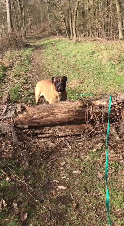 Olde English Bulldogge-Beitrag-Bild
